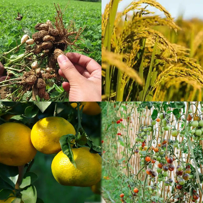 25 kg/bolsa de fosfato de potasio mono H2KO4P 98% min Para uso industrial y agrícola